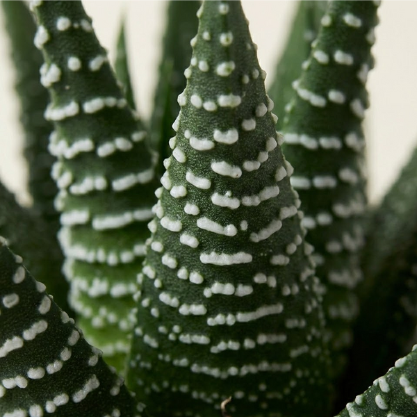 Zebra Haworthia Plant
