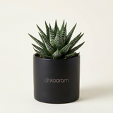 Zebra Haworthia Plant