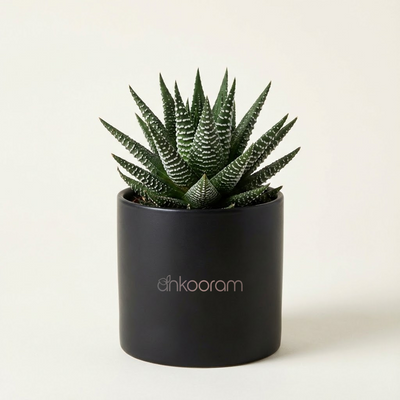 Zebra Haworthia Plant