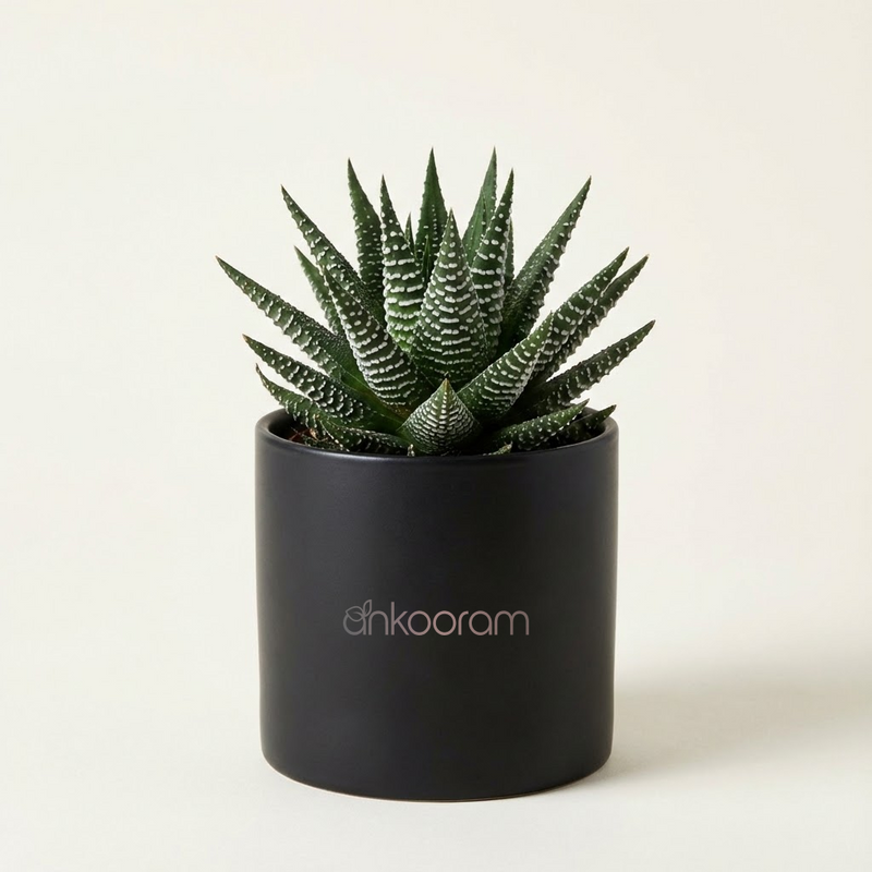 Zebra Haworthia Plant