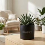 Zebra Haworthia Plant