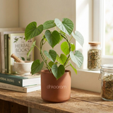 Gulvel Plant