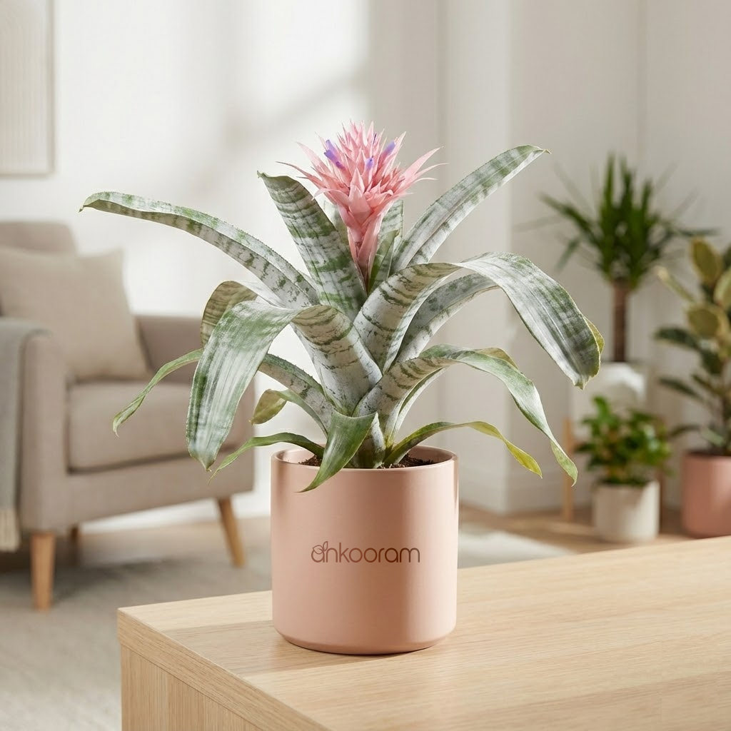Aechmea Fasciata Plant