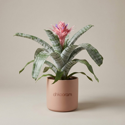 Aechmea Fasciata Plant