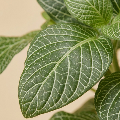 Big Leaf Fittonia Plant