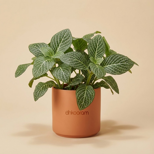Big Leaf Fittonia Plant