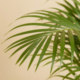 Areca Palm Plant