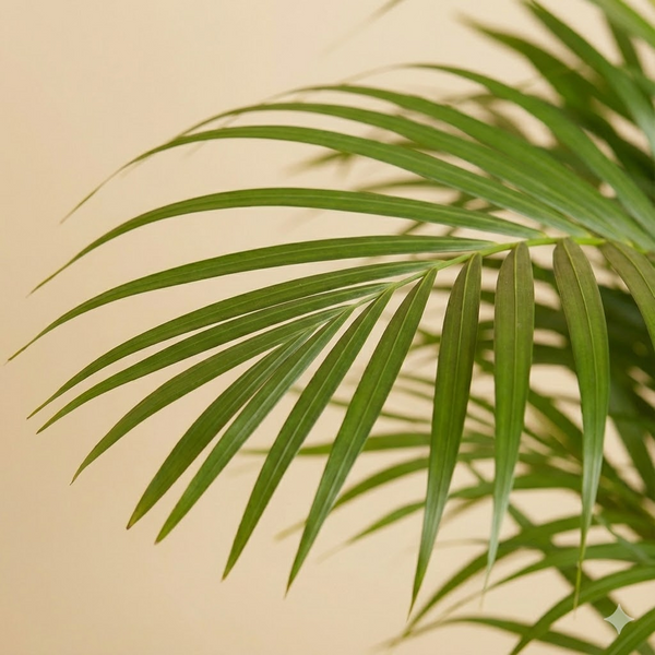 Areca Palm Plant