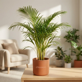 Areca Palm Plant