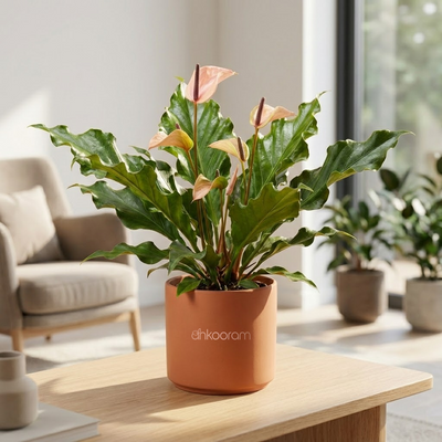 Anthurium Livium Plant