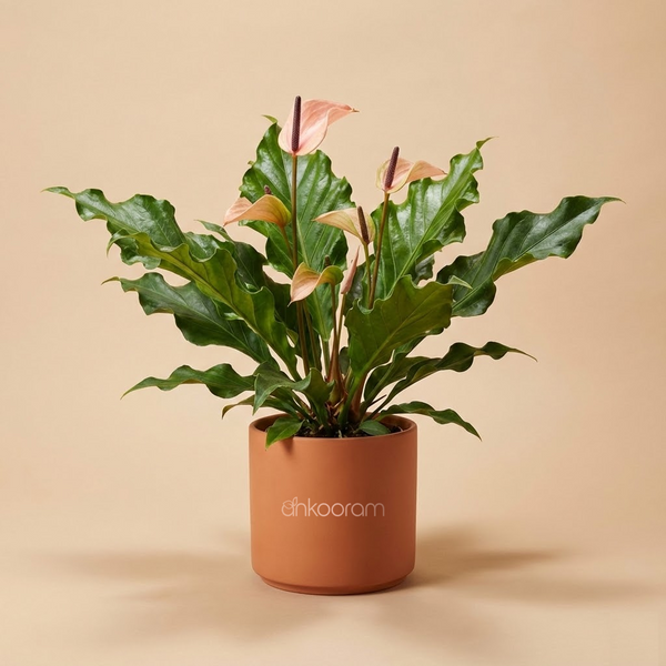 Anthurium Livium Plant