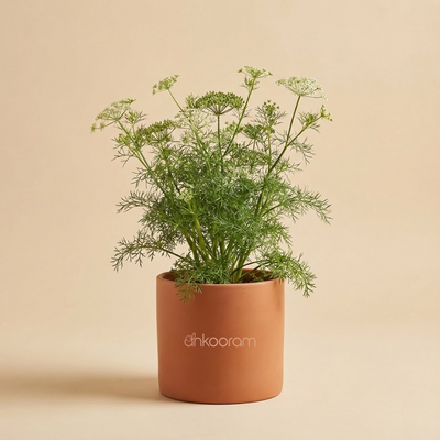 Ajwain Plant