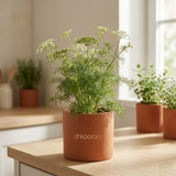 Ajwain Plant