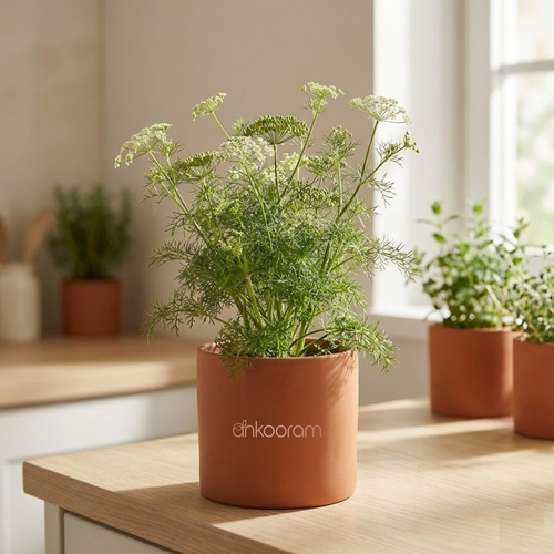 Ajwain Plant