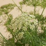 Ajwain Plant