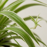 Spider Plant