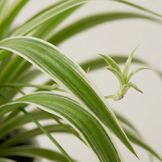 Chlorophytum Spider Plant