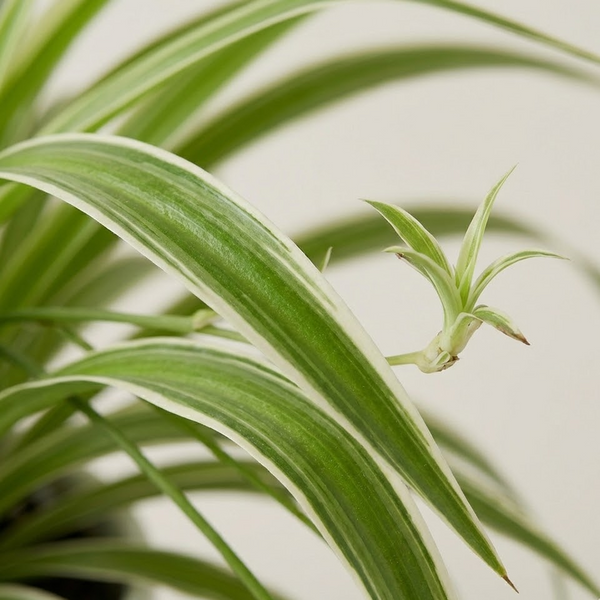 Spider Plant
