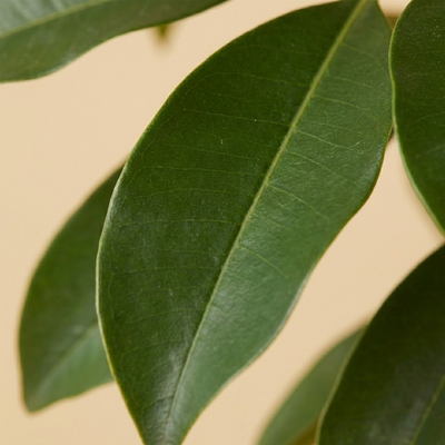 Sapota Plant (Chikoo)