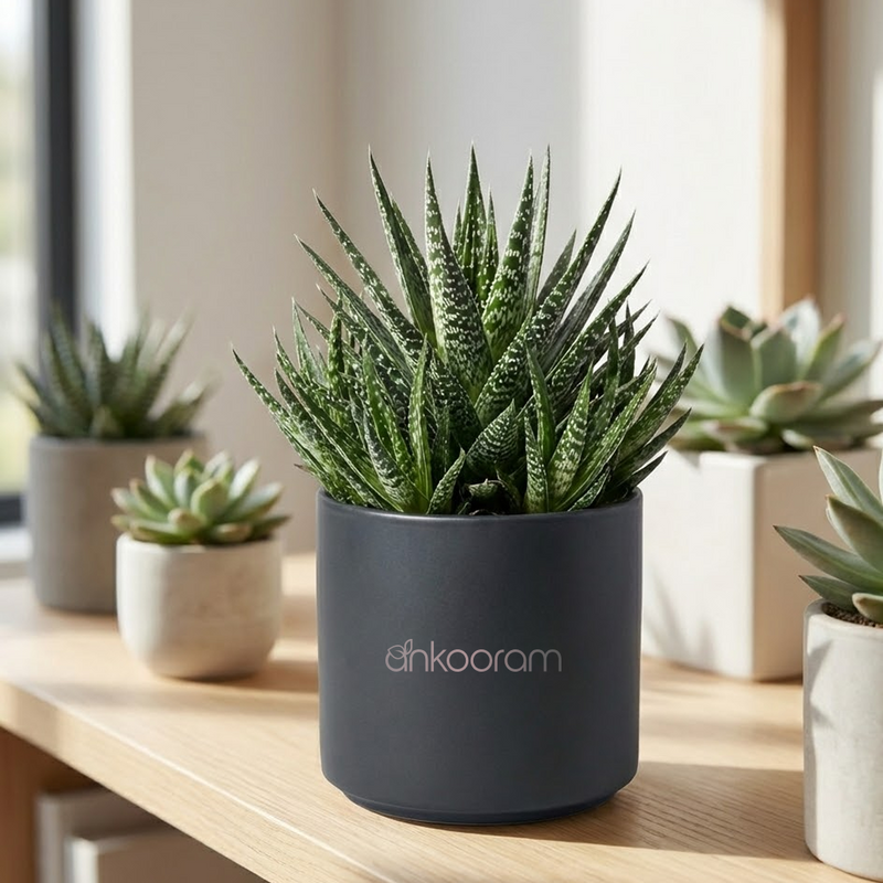 Aloe Blizzard Plant