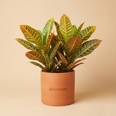 Croton Petra
