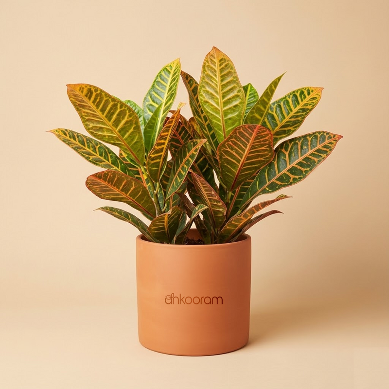 Croton Petra