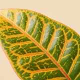 Croton Petra
