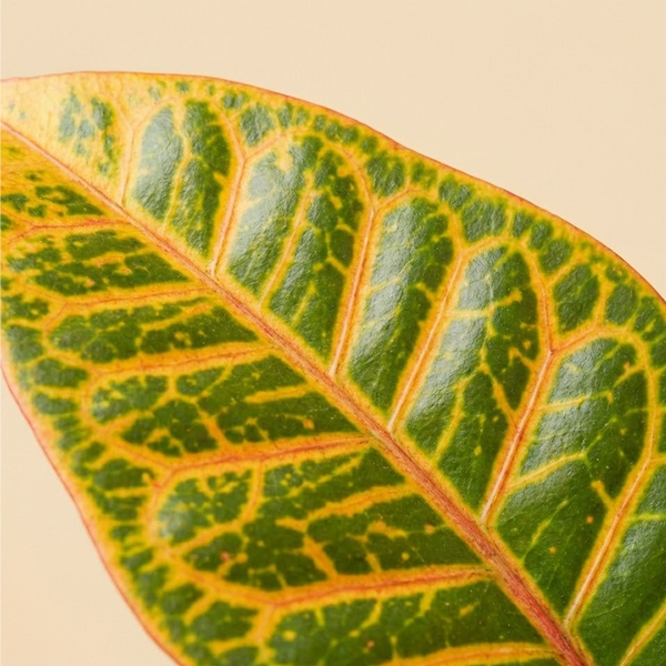 Croton Petra