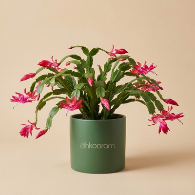 Christmas Cactus