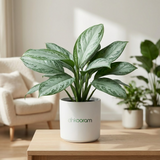 Aglaonema 'Ice'