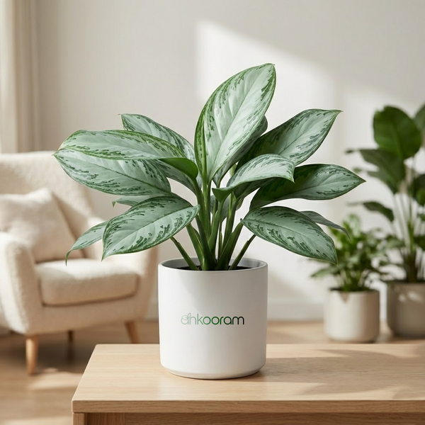 Aglaonema 'Ice'