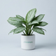 Aglaonema 'Ice'