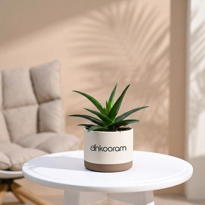 Aloe Vera Plant