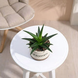 Aloe Vera Plant