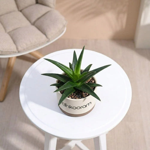 Aloe Vera Plant