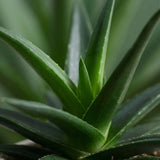 Aloe Vera Plant