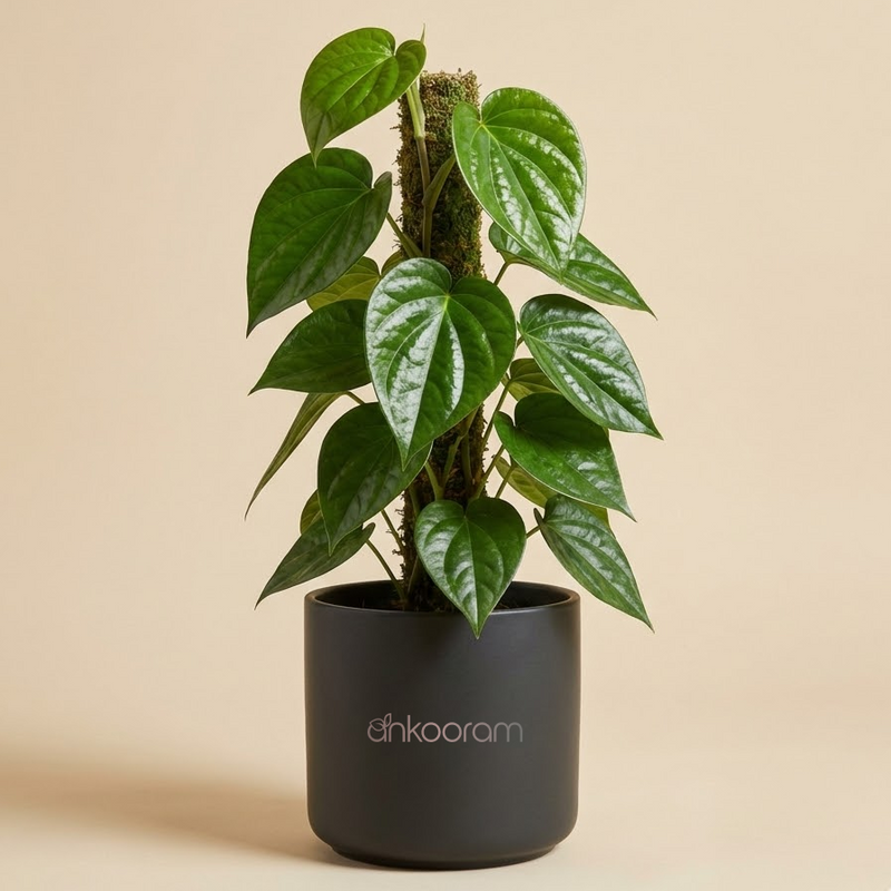 Betel Leaf Plant