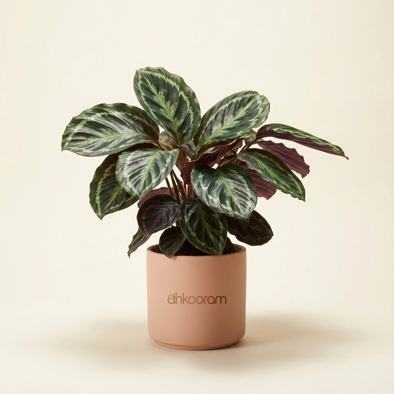 Calathea Sanderiana