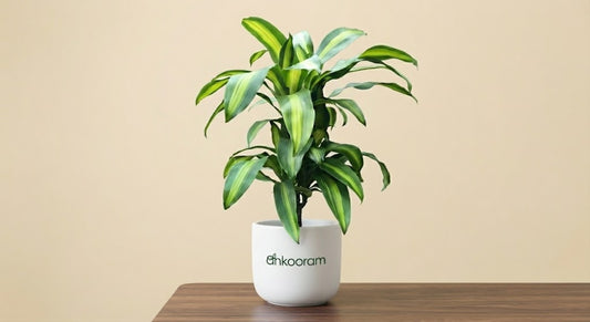 Dracaena fragrans
