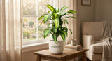 Dracaena fragrans