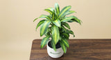 Dracaena fragrans