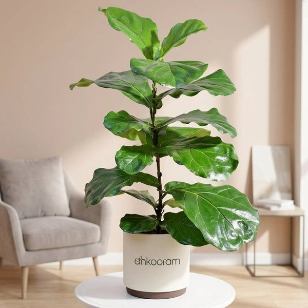 Fiddle Leaf Fig Plant