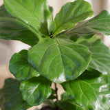 Fiddle Leaf Fig Plant