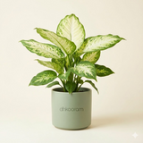 Dieffenbachia (Dumb Cane)