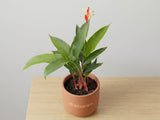 Heliconia pink