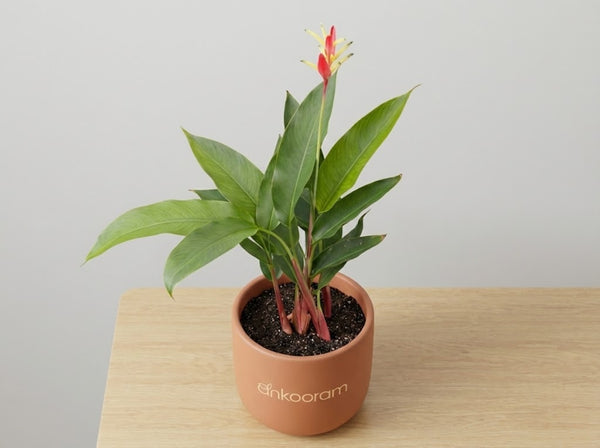 Heliconia pink