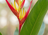 Heliconia pink