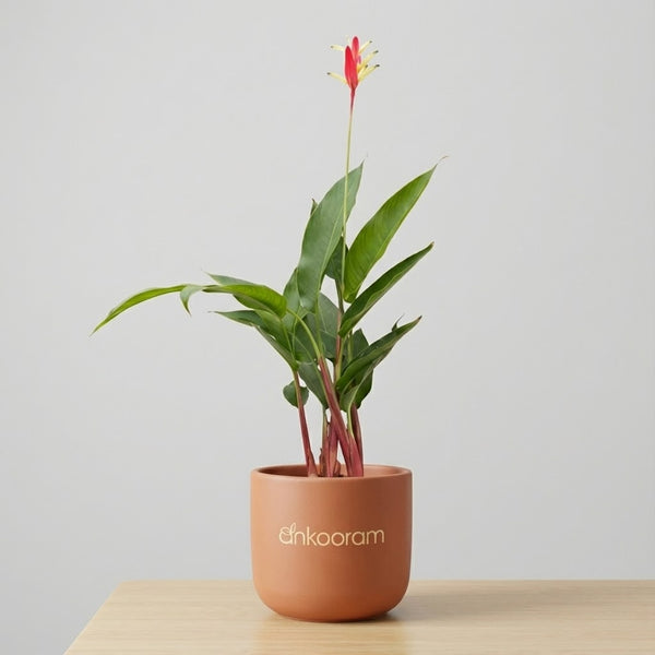 Heliconia pink