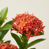 Ixora (Rugmini)