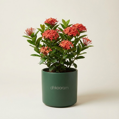 Ixora (Rugmini)